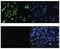 Histone Cluster 4 H4 antibody, NBP2-59236, Novus Biologicals, Immunocytochemistry image 