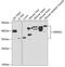 NDRG Family Member 2 antibody, 19-585, ProSci, Western Blot image 