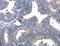Apoptotic Peptidase Activating Factor 1 antibody, LS-C405422, Lifespan Biosciences, Immunohistochemistry frozen image 