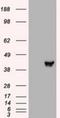 Mitogen-Activated Protein Kinase Kinase 2 antibody, NBP1-47836, Novus Biologicals, Western Blot image 