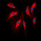 Catechol-O-Methyltransferase antibody, LS-C352043, Lifespan Biosciences, Immunofluorescence image 