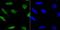 Mitotic Arrest Deficient 2 Like 1 antibody, NBP2-75561, Novus Biologicals, Immunofluorescence image 