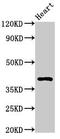 Mitochondrial Trans-2-Enoyl-CoA Reductase antibody, LS-C372253, Lifespan Biosciences, Western Blot image 