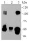 Nuclear Factor Kappa B Subunit 1 antibody, NBP2-67356, Novus Biologicals, Western Blot image 