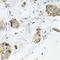 Galactosylceramidase antibody, A01634, Boster Biological Technology, Immunohistochemistry frozen image 