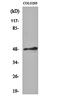 Transcription Factor AP-2 Alpha antibody, orb159957, Biorbyt, Western Blot image 