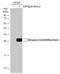 Dengue virus antibody, GTX124250, GeneTex, Western Blot image 