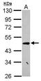 Coiled-Coil Domain Containing 17 antibody, GTX120475, GeneTex, Western Blot image 