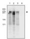 RNA Polymerase II Subunit A antibody, NB200-598, Novus Biologicals, Western Blot image 