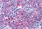 Unr antibody, orb85758, Biorbyt, Immunohistochemistry paraffin image 