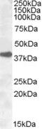 G Protein Subunit Alpha Transducin 3 antibody, 46-850, ProSci, Immunohistochemistry frozen image 