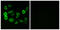 Olfactory Receptor Family 5 Subfamily P Member 2 antibody, LS-C120898, Lifespan Biosciences, Immunofluorescence image 