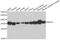 Malate Dehydrogenase 2 antibody, A13516, ABclonal Technology, Western Blot image 