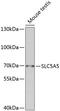 Solute Carrier Family 5 Member 5 antibody, 23-887, ProSci, Western Blot image 