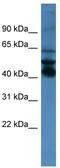 Septin 1 antibody, TA342772, Origene, Western Blot image 