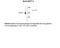 Sodium- and chloride-dependent GABA transporter 3 antibody, 50-217, ProSci, Western Blot image 