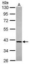 GDP-Mannose Pyrophosphorylase B antibody, PA5-30541, Invitrogen Antibodies, Western Blot image 