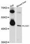 Lymphocyte Transmembrane Adaptor 1 antibody, LS-C747379, Lifespan Biosciences, Western Blot image 