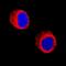 Charcot-Leyden Crystal Galectin antibody, MAB5447, R&D Systems, Immunocytochemistry image 