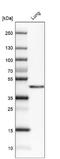 Macrophage Receptor With Collagenous Structure antibody, NBP2-39004, Novus Biologicals, Western Blot image 