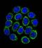 Tryptophan Hydroxylase 1 antibody, LS-C160136, Lifespan Biosciences, Immunofluorescence image 