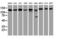 Ubiquitin Specific Peptidase 10 antibody, LS-C173493, Lifespan Biosciences, Western Blot image 