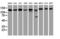 Ubiquitin carboxyl-terminal hydrolase 10 antibody, LS-C173493, Lifespan Biosciences, Western Blot image 