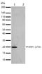 Eukaryotic Translation Initiation Factor 4E Binding Protein 1 antibody, 701312, Invitrogen Antibodies, Western Blot image 