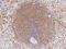 Docking Protein 3 antibody, 107795-T08, Sino Biological, Immunohistochemistry paraffin image 