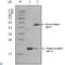 Apolipoprotein O antibody, LS-C812395, Lifespan Biosciences, Immunohistochemistry paraffin image 