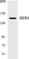 Erb-B2 Receptor Tyrosine Kinase 3 antibody, LS-C292053, Lifespan Biosciences, Western Blot image 