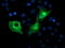 Phosphofructokinase, Platelet antibody, TA503980, Origene, Immunofluorescence image 
