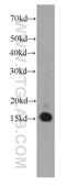 Small Nuclear Ribonucleoprotein D2 Polypeptide antibody, 66111-1-Ig, Proteintech Group, Western Blot image 