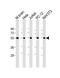 Tubulin Beta 2A Class IIa antibody, M06868-1, Boster Biological Technology, Western Blot image 