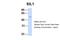 SIL1 Nucleotide Exchange Factor antibody, 26-016, ProSci, Western Blot image 