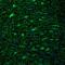 Deltex E3 Ubiquitin Ligase 4 antibody, NBP2-32448, Novus Biologicals, Immunocytochemistry image 