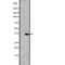 Olfactory Receptor Family 2 Subfamily V Member 2 antibody, abx219529, Abbexa, Western Blot image 