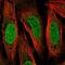 Glutamine Rich 2 antibody, NBP2-56731, Novus Biologicals, Immunofluorescence image 