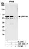 LSM14A MRNA Processing Body Assembly Factor antibody, A305-103A, Bethyl Labs, Immunoprecipitation image 