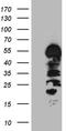 HCLS1 Binding Protein 3 antibody, LS-C799118, Lifespan Biosciences, Western Blot image 