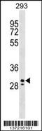 Penta-EF-Hand Domain Containing 1 antibody, 59-131, ProSci, Western Blot image 