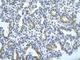 Transformer 2 Beta Homolog antibody, NBP1-57457, Novus Biologicals, Immunohistochemistry frozen image 