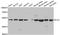 Kruppel Like Factor 4 antibody, LS-B14137, Lifespan Biosciences, Western Blot image 