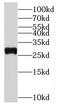Ribosomal Protein L19 antibody, FNab07419, FineTest, Western Blot image 