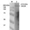 Dicer 1, Ribonuclease III antibody, 12532, QED Bioscience, Western Blot image 