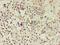 Activin A Receptor Type 2B antibody, LS-C377577, Lifespan Biosciences, Immunohistochemistry frozen image 