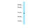 G Protein-Coupled Receptor 68 antibody, ARP64436_P050, Aviva Systems Biology, Western Blot image 