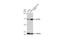 ATP Synthase F1 Subunit Delta antibody, GTX101503, GeneTex, Western Blot image 