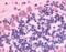 G Protein-Coupled Receptor 89A antibody, NLS1733, Novus Biologicals, Immunohistochemistry paraffin image 