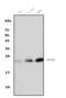 RNA Binding Protein, MRNA Processing Factor antibody, A07130-2, Boster Biological Technology, Western Blot image 